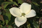 Chinesischer Blumen-Hartriegel 'National' - Cornus kousa var. chinensis 'National'