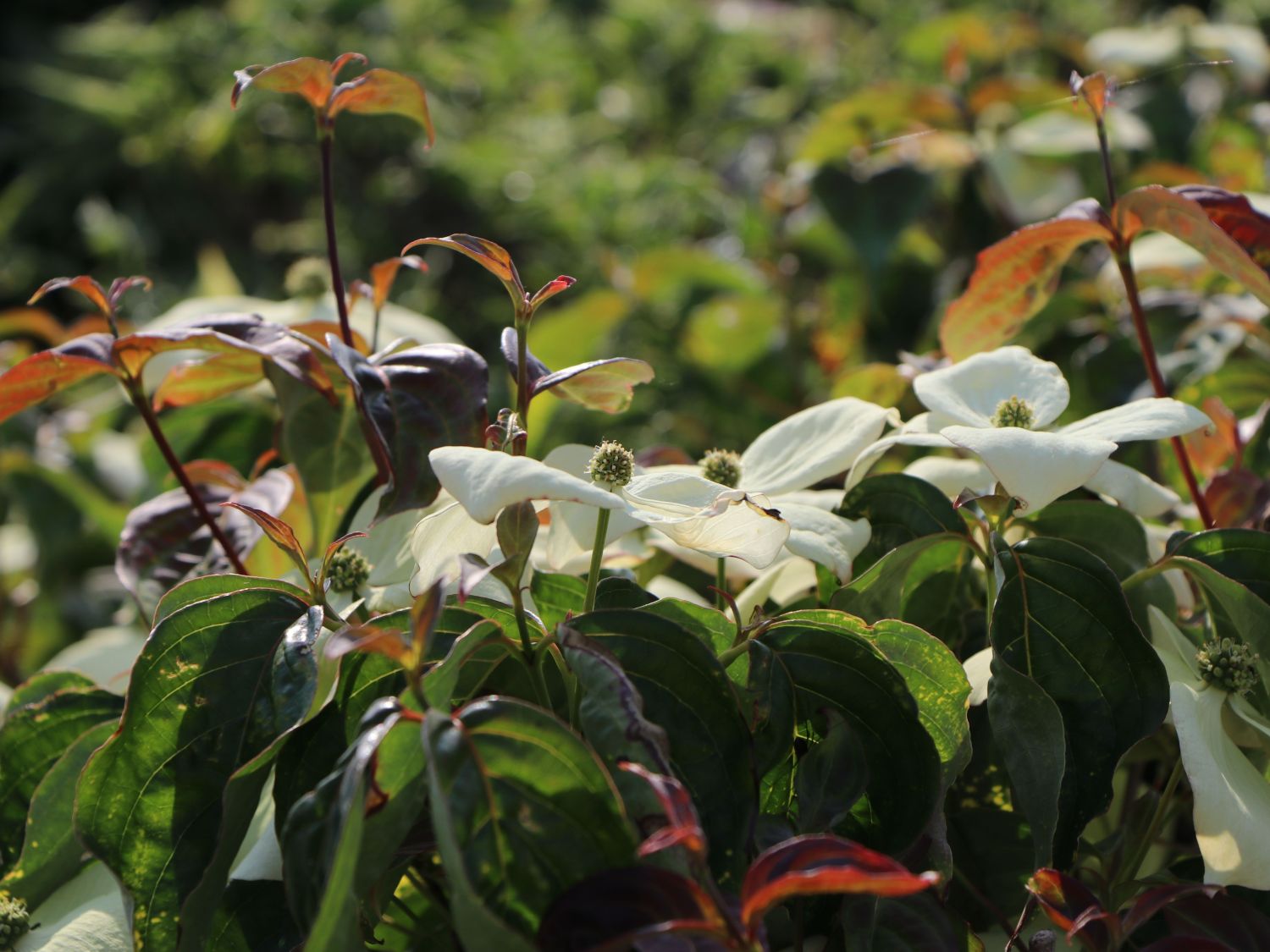 Chinesischer Blumen-Hartriegel 'National' - Cornus kousa var. chinensis 'National'