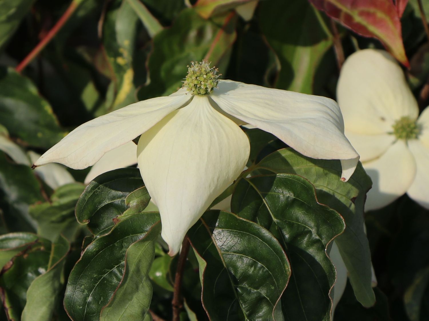 Chinesischer Blumen-Hartriegel 'National' - Cornus kousa var. chinensis 'National'