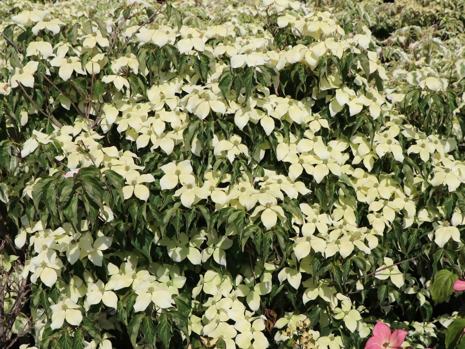 Chinesischer Blumen-Hartriegel 'National' - Cornus kousa var. chinensis 'National'