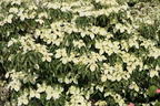 Chinesischer Blumen-Hartriegel 'National' - Cornus kousa var. chinensis 'National'