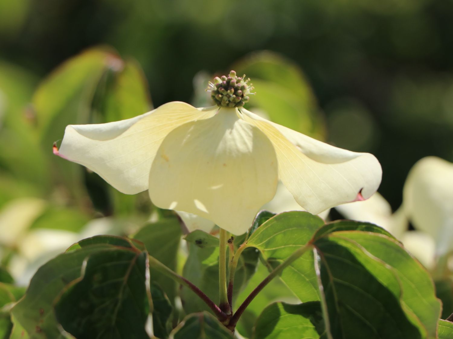 Chinesischer Blumen-Hartriegel 'National' - Cornus kousa var. chinensis 'National'