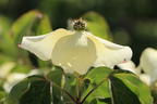 Chinesischer Blumen-Hartriegel 'National' - Cornus kousa var. chinensis 'National'