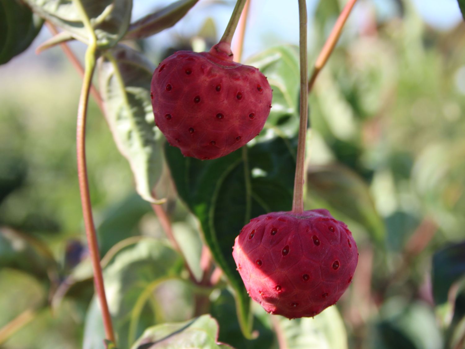 Chinesischer Blumen-Hartriegel 'National' - Cornus kousa var. chinensis 'National'