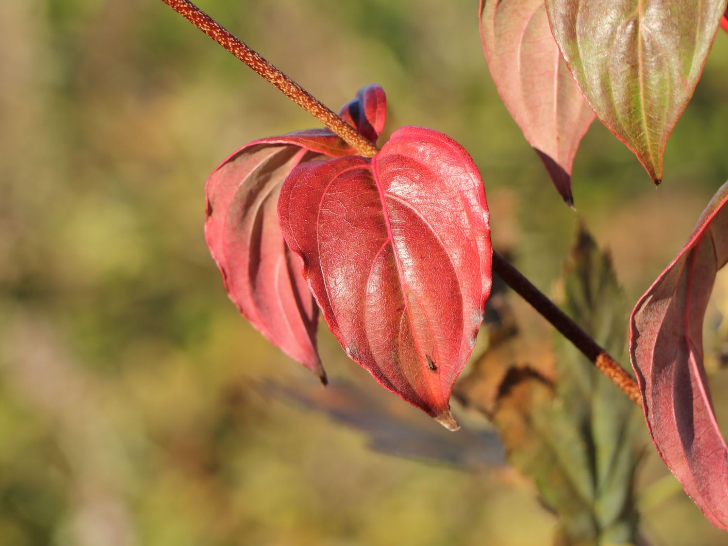 Chinesischer Blumen-Hartriegel 'National' - Cornus kousa var. chinensis 'National'