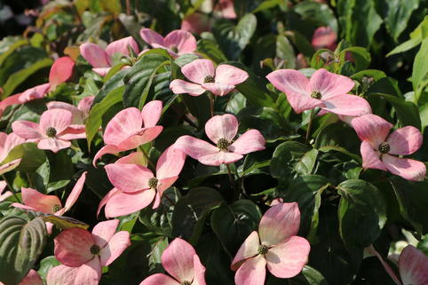 Chinesischer Blumen-Hartriegel 'Rosy Teacups' ® - Cornus kousa 'Rosy Teacups' ®