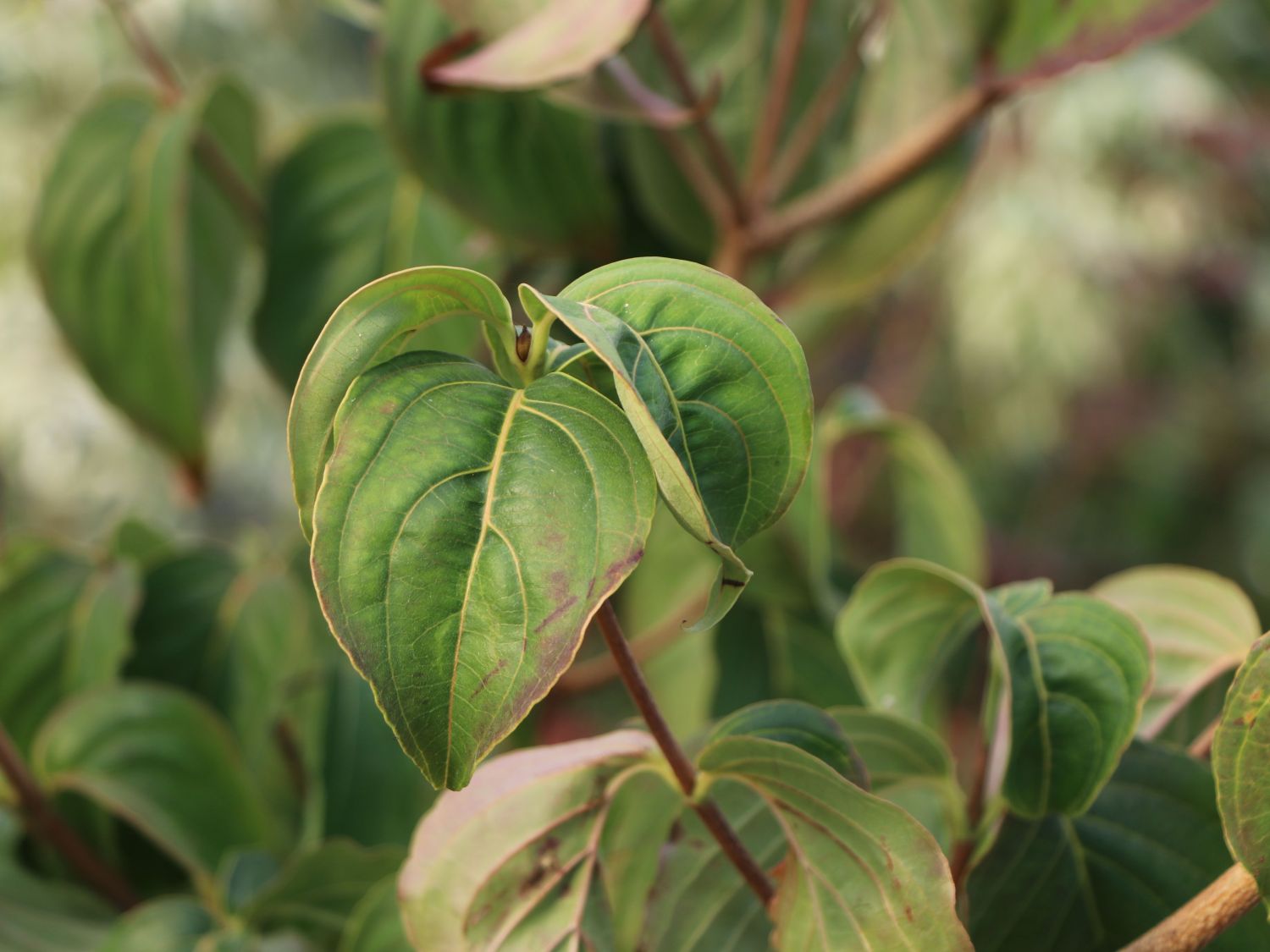 Chinesischer Blumen-Hartriegel 'Rosy Teacups' ® - Cornus kousa 'Rosy Teacups' ®