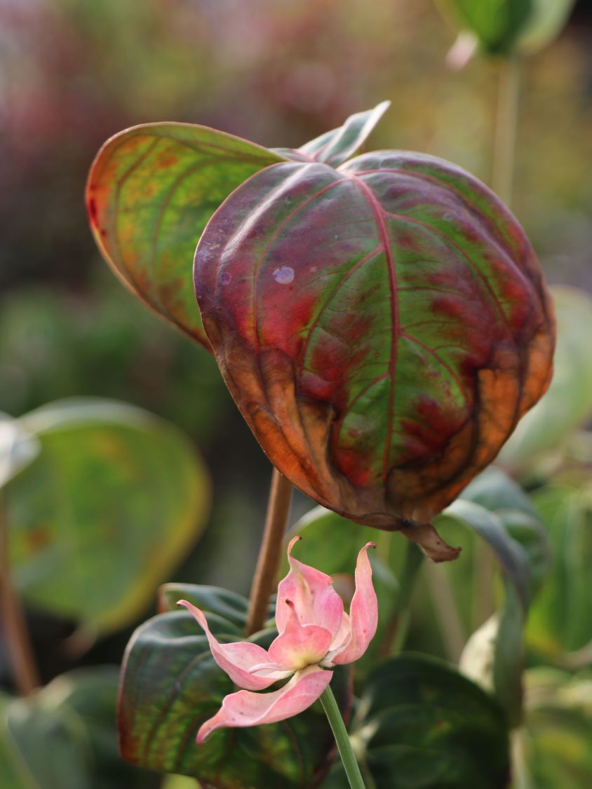 Chinesischer Blumen-Hartriegel 'Rosy Teacups' ® - Cornus kousa 'Rosy Teacups' ®