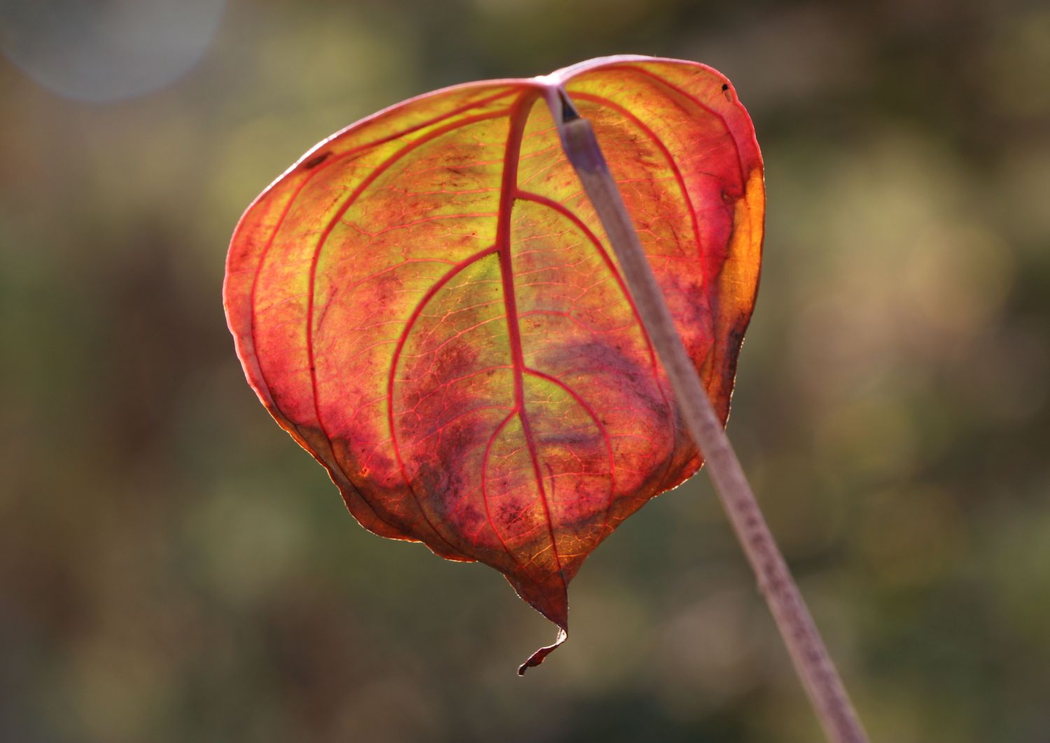 Chinesischer Blumen-Hartriegel 'Rosy Teacups' ® - Cornus kousa 'Rosy Teacups' ®