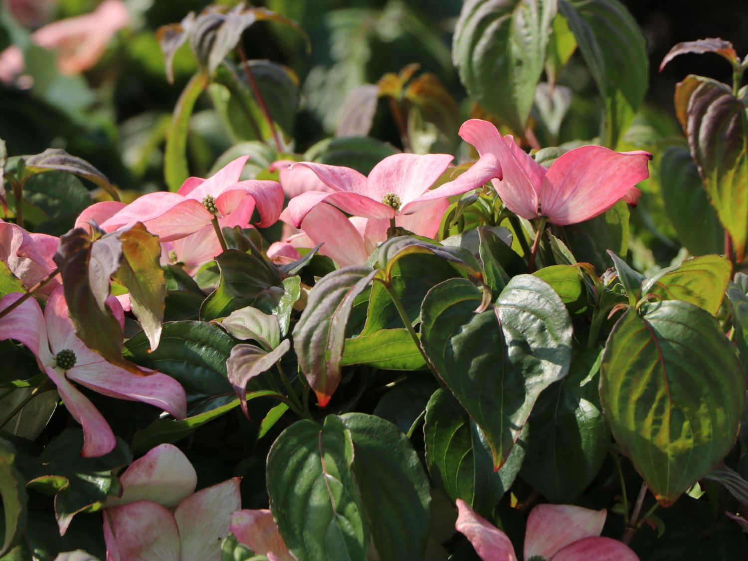 Chinesischer Blumen-Hartriegel 'Rosy Teacups' ® - Cornus kousa 'Rosy Teacups' ®