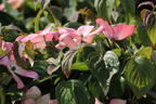 Chinesischer Blumen-Hartriegel 'Rosy Teacups' ® - Cornus kousa 'Rosy Teacups' ®