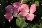 Chinesischer Blumen-Hartriegel 'Rosy Teacups' ® - Cornus kousa 'Rosy Teacups' ®