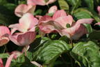 Chinesischer Blumen-Hartriegel 'Rosy Teacups' ® - Cornus kousa 'Rosy Teacups' ®