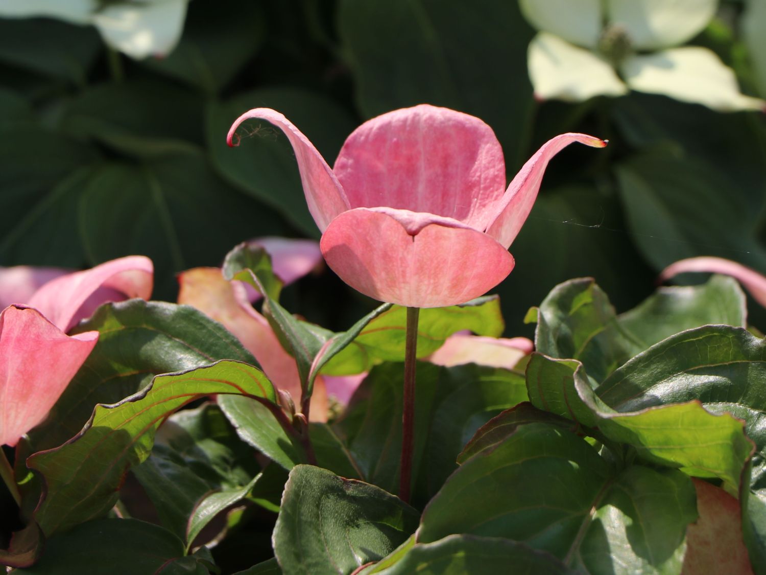 Chinesischer Blumen-Hartriegel 'Rosy Teacups' ® - Cornus kousa 'Rosy Teacups' ®