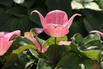 Chinesischer Blumen-Hartriegel 'Rosy Teacups' ® - Cornus kousa 'Rosy Teacups' ®