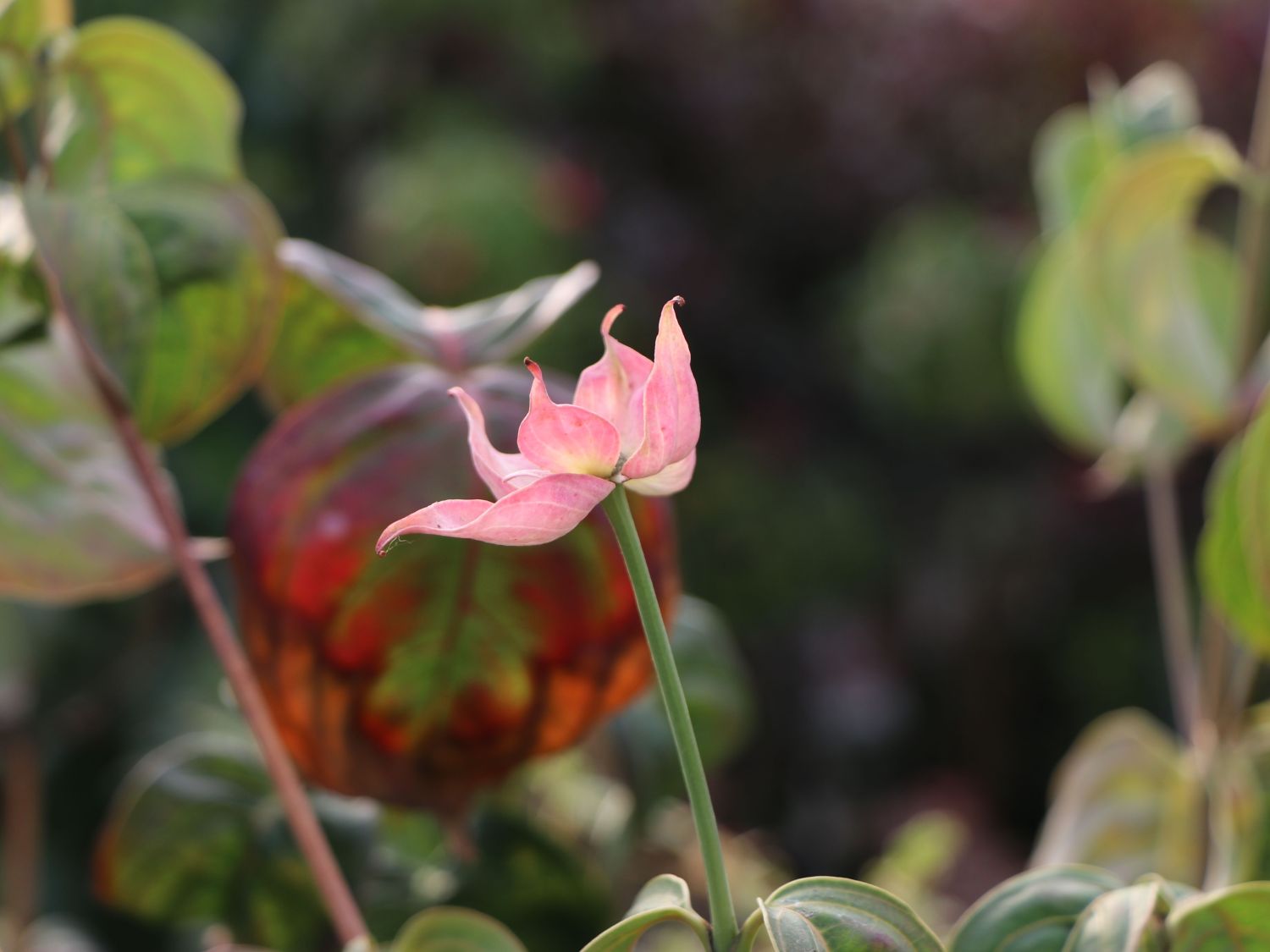 Chinesischer Blumen-Hartriegel 'Rosy Teacups' ® - Cornus kousa 'Rosy Teacups' ®