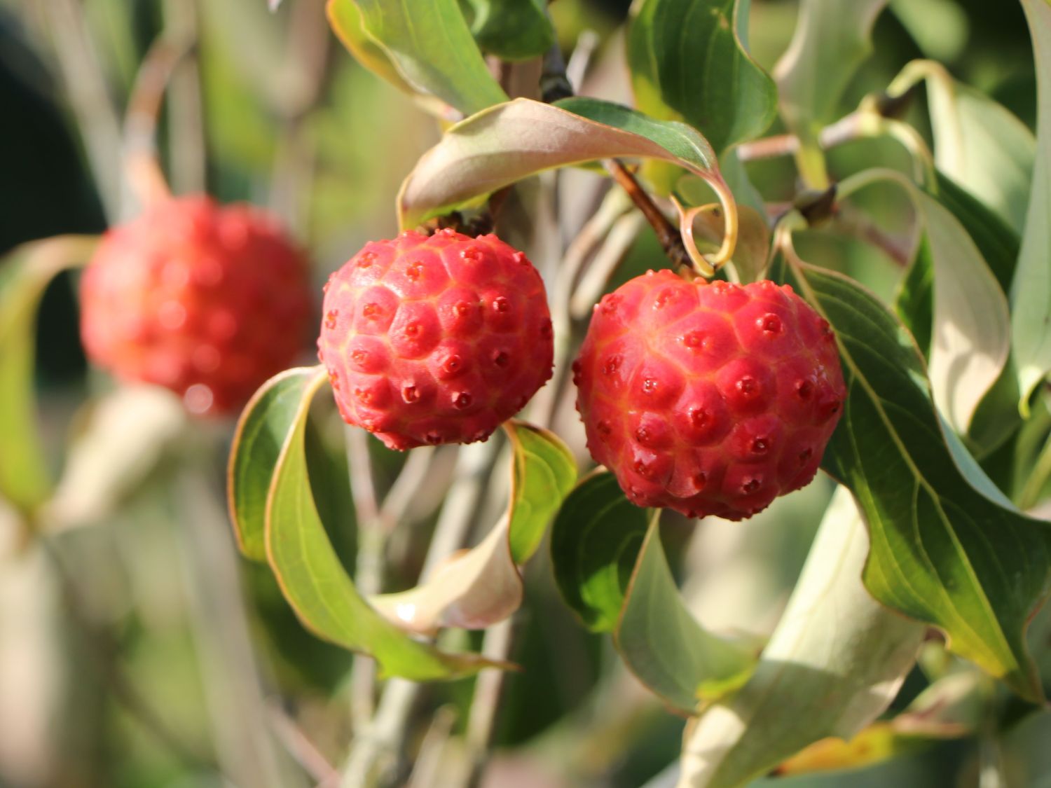 Chinesischer Blumen-Hartriegel 'Rosy Teacups' ® - Cornus kousa 'Rosy Teacups' ®
