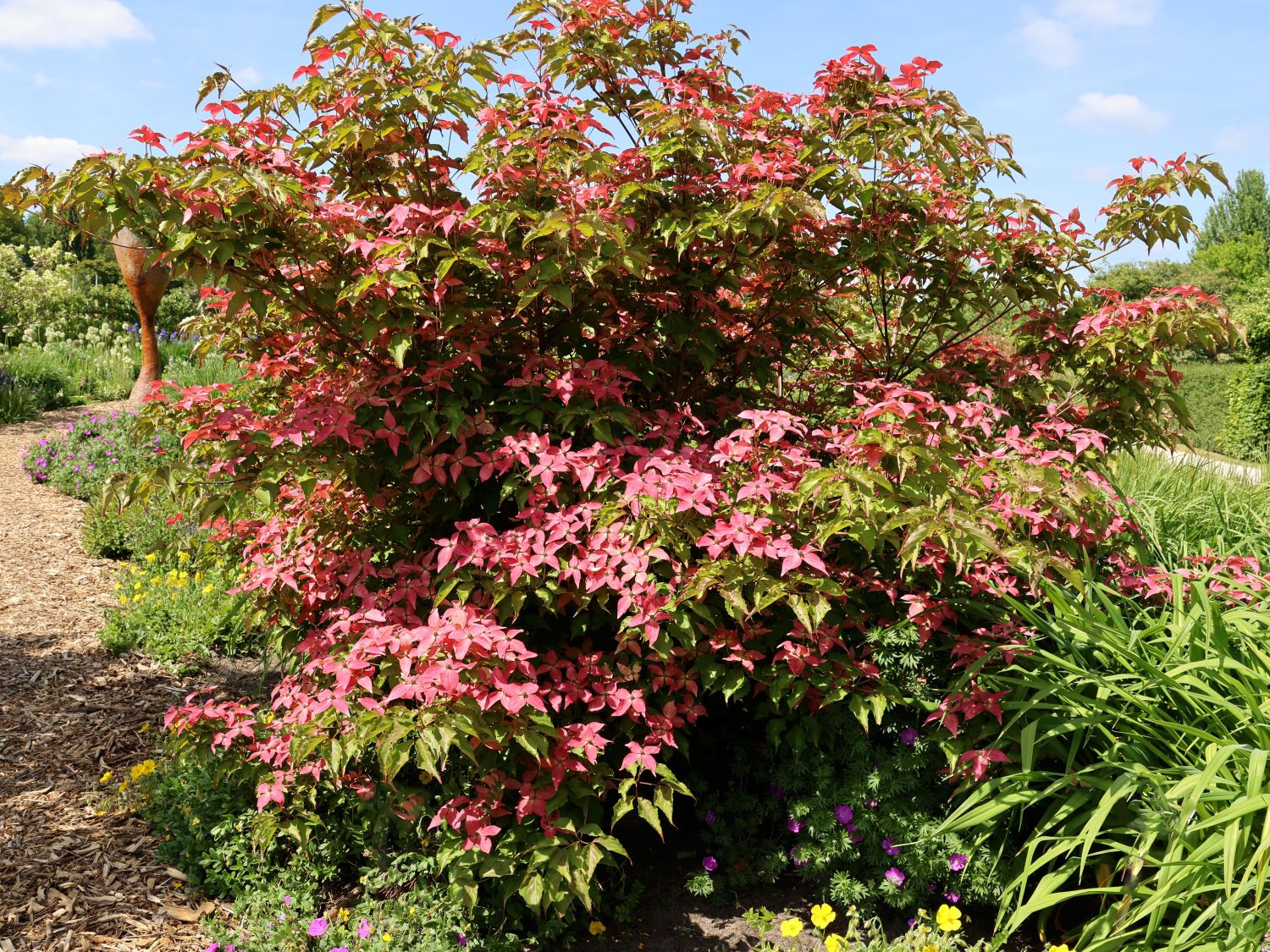 Chinesischer Blumen-Hartriegel 'Scarlet Fire' ®