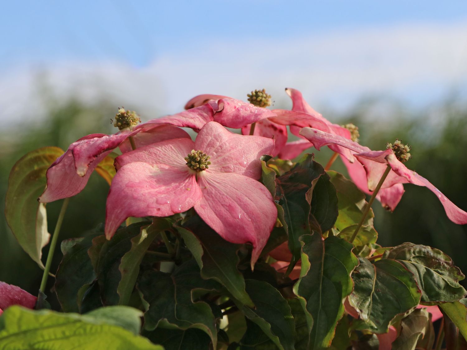 Chinesischer Blumen-Hartriegel 'Scarlet Fire' ® - Cornus kousa 'Scarlet Fire' ®