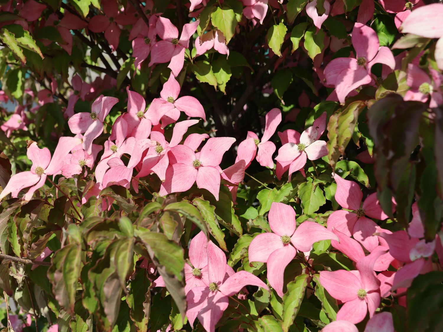 Chinesischer Blumen-Hartriegel 'Scarlet Fire' ® - Cornus kousa 'Scarlet Fire' ®
