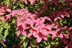 Chinesischer Blumen-Hartriegel 'Scarlet Fire' ® - Cornus kousa 'Scarlet Fire' ®