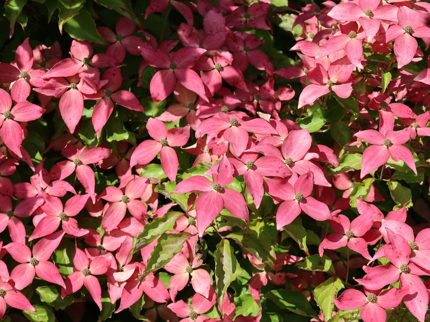Chinesischer Blumen-Hartriegel 'Scarlet Fire' ® - Cornus kousa 'Scarlet Fire' ®