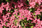 Chinesischer Blumen-Hartriegel 'Scarlet Fire' ® - Cornus kousa 'Scarlet Fire' ®