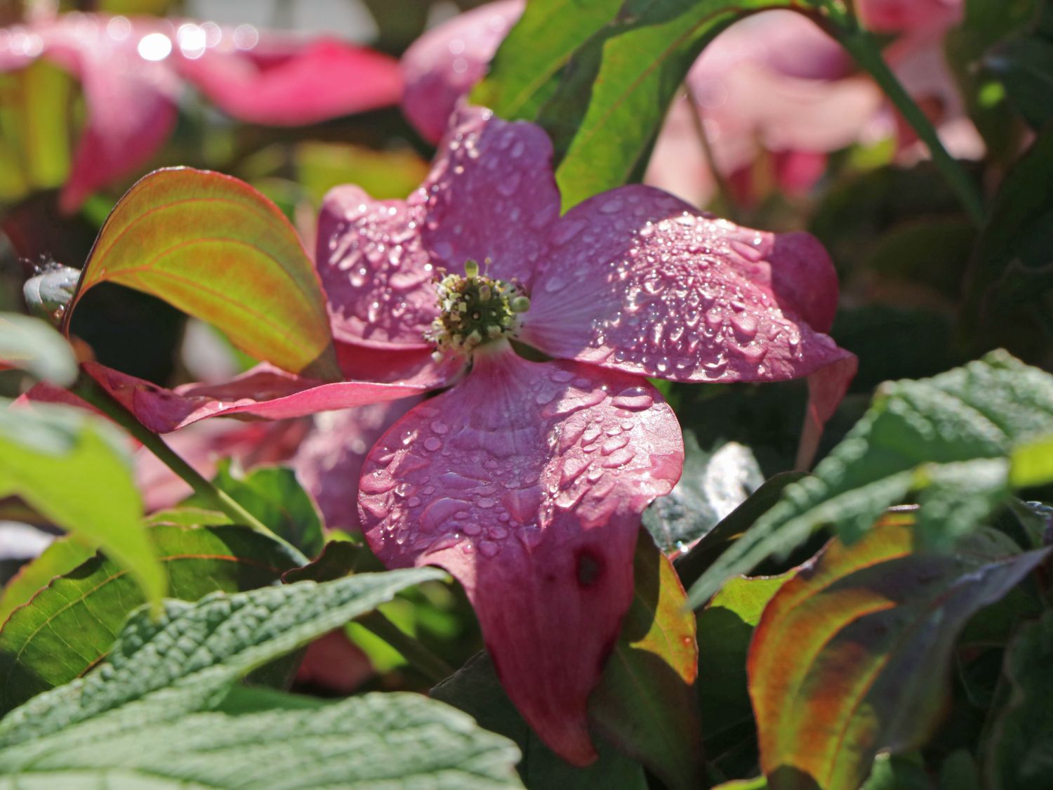 Chinesischer Blumen-Hartriegel 'Scarlet Fire' ® - Cornus kousa 'Scarlet Fire' ®