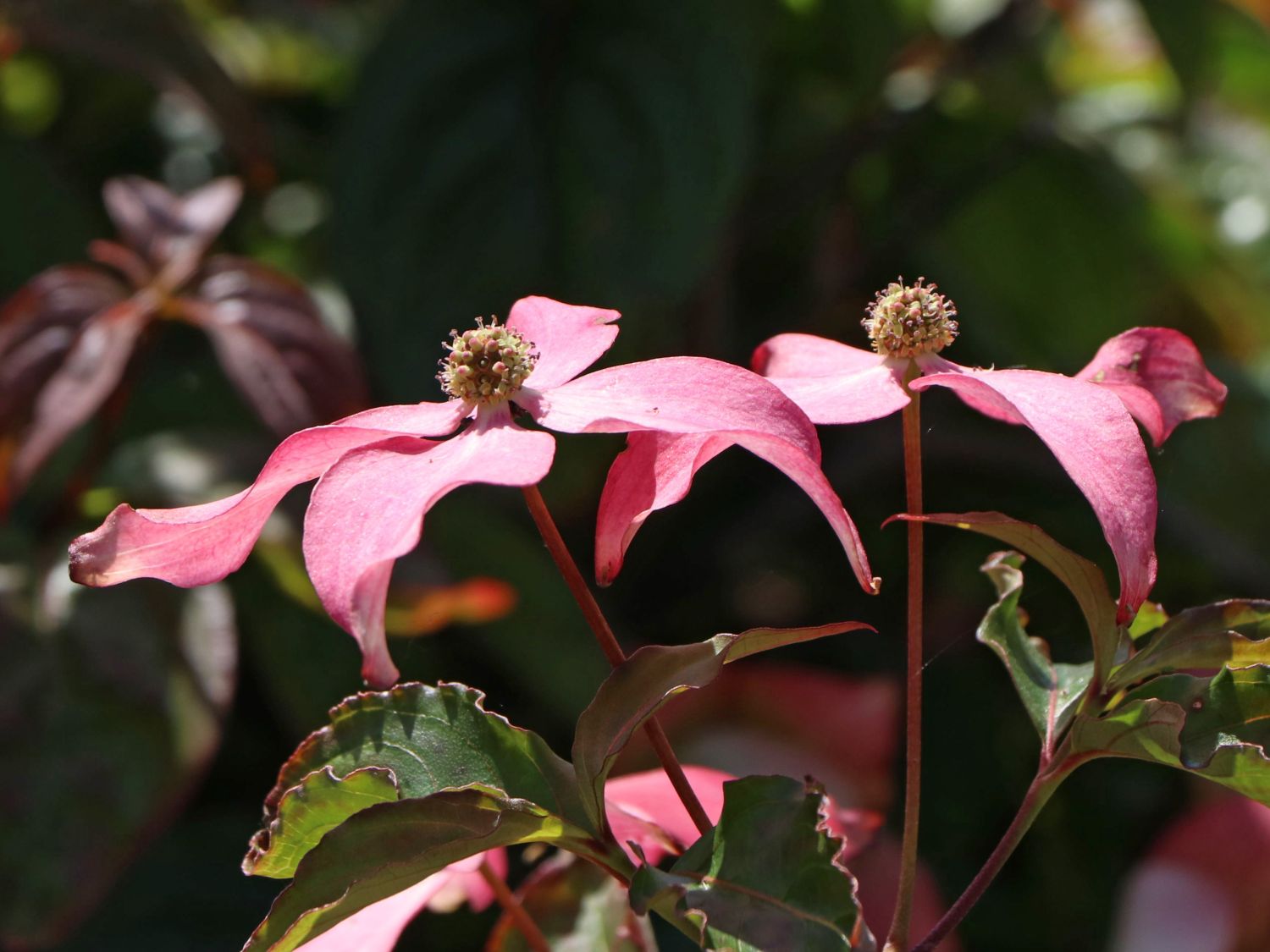 Chinesischer Blumen-Hartriegel 'Scarlet Fire' ® - Cornus kousa 'Scarlet Fire' ®