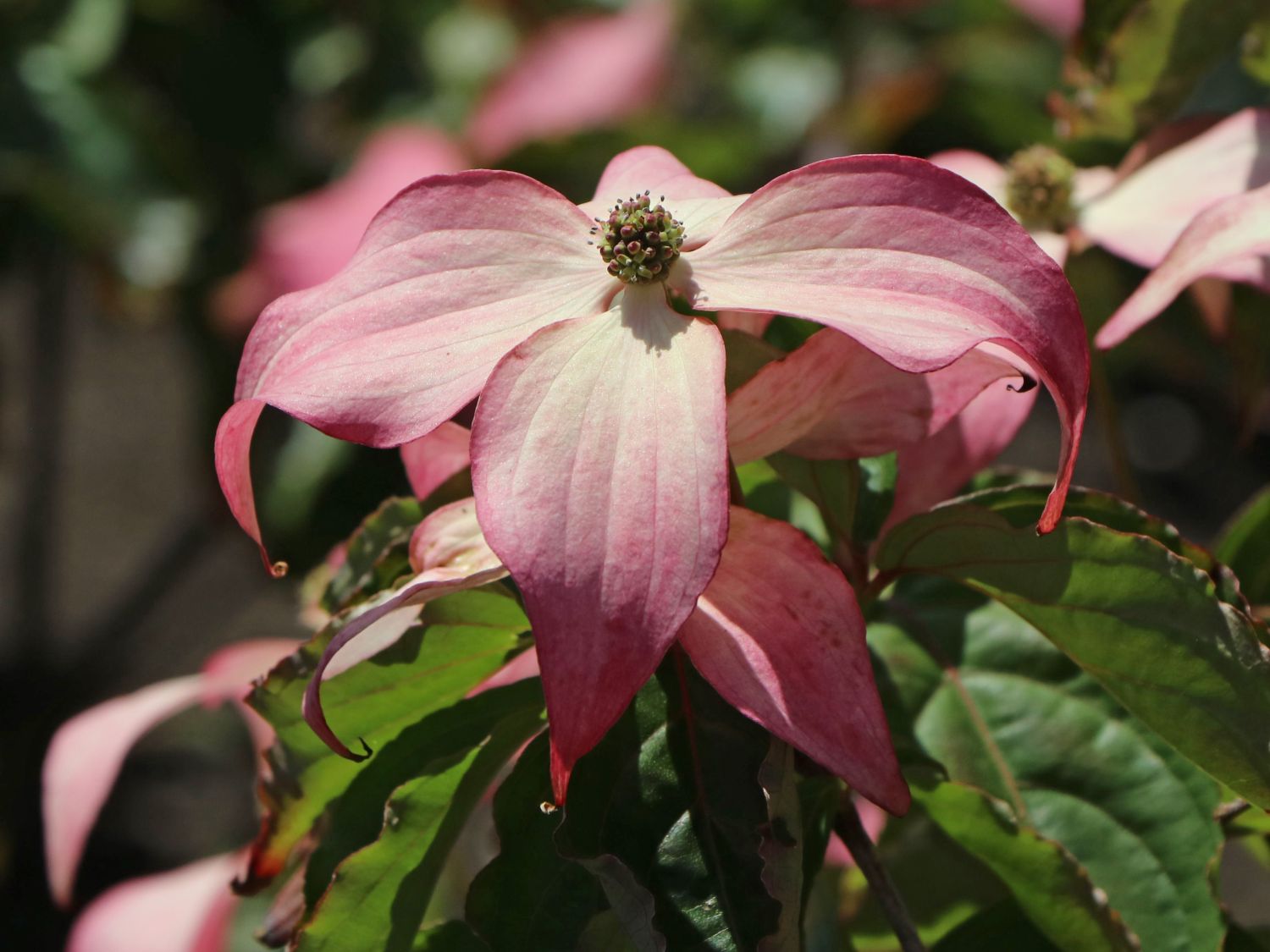 Chinesischer Blumen-Hartriegel 'Scarlet Fire' ® - Cornus kousa 'Scarlet Fire' ®