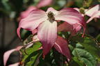 Chinesischer Blumen-Hartriegel 'Scarlet Fire' ® - Cornus kousa 'Scarlet Fire' ®