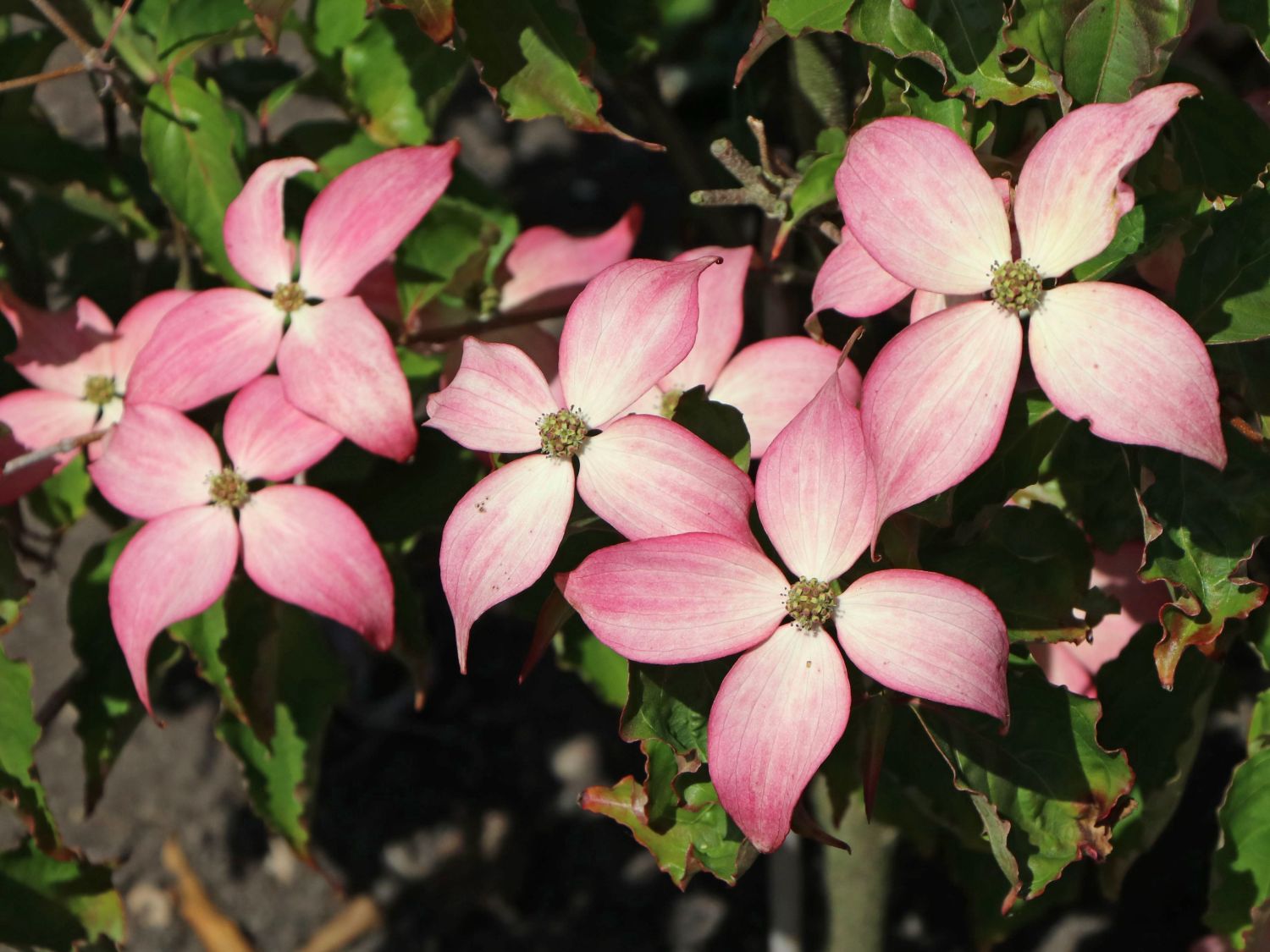 Chinesischer Blumen-Hartriegel 'Scarlet Fire' ® - Cornus kousa 'Scarlet Fire' ®