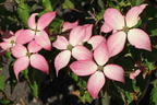 Chinesischer Blumen-Hartriegel 'Scarlet Fire' ® - Cornus kousa 'Scarlet Fire' ®