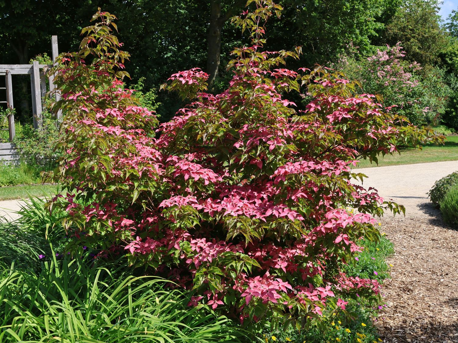 Chinesischer Blumen-Hartriegel 'Scarlet Fire' ® - Cornus kousa 'Scarlet Fire' ®