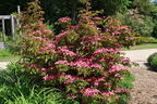 Chinesischer Blumen-Hartriegel 'Scarlet Fire' ® - Cornus kousa 'Scarlet Fire' ®