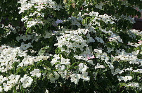 Chinesischer Blumen-Hartriegel 'Schmetterling' - Cornus kousa var. chinensis 'Schmetterling'