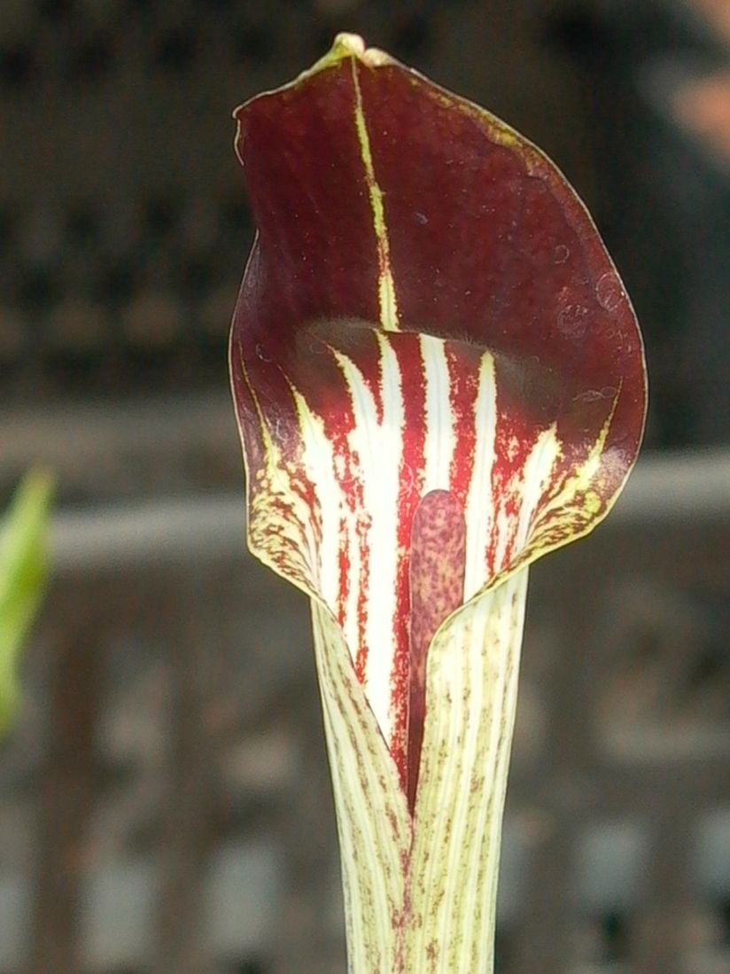 Feuerkolben (Arisaema)