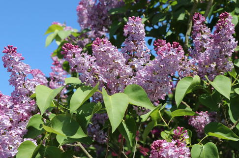 Chinesischer Flieder - Syringa chinensis