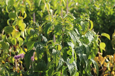 Chinesischer Gewürzstrauch / Blauähre - Elsholtzia stauntonii