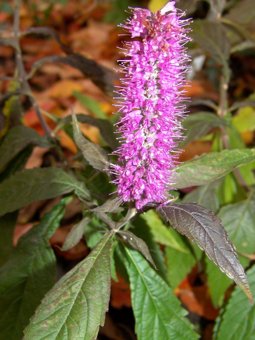 Chinesischer Gewürzstrauch / Blauähre - Elsholtzia stauntonii