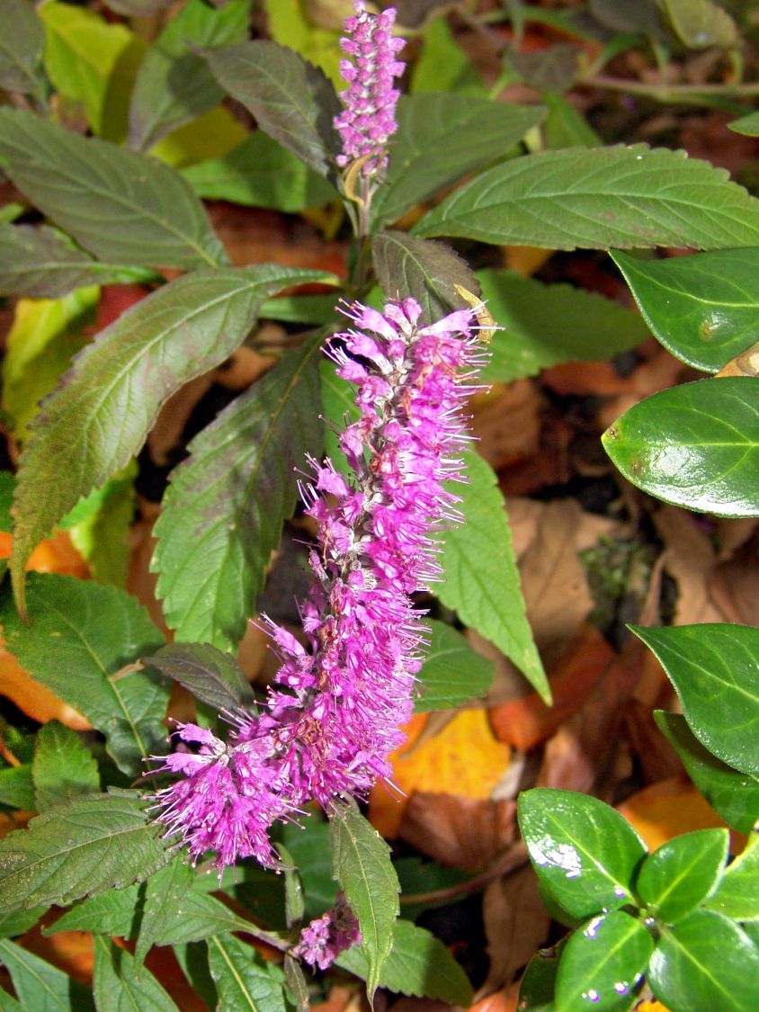 Chinesischer Gewürzstrauch / Blauähre - Elsholtzia stauntonii