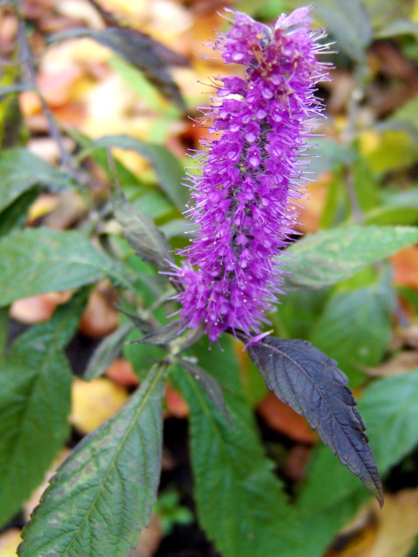 Chinesischer Gewürzstrauch / Blauähre - Elsholtzia stauntonii
