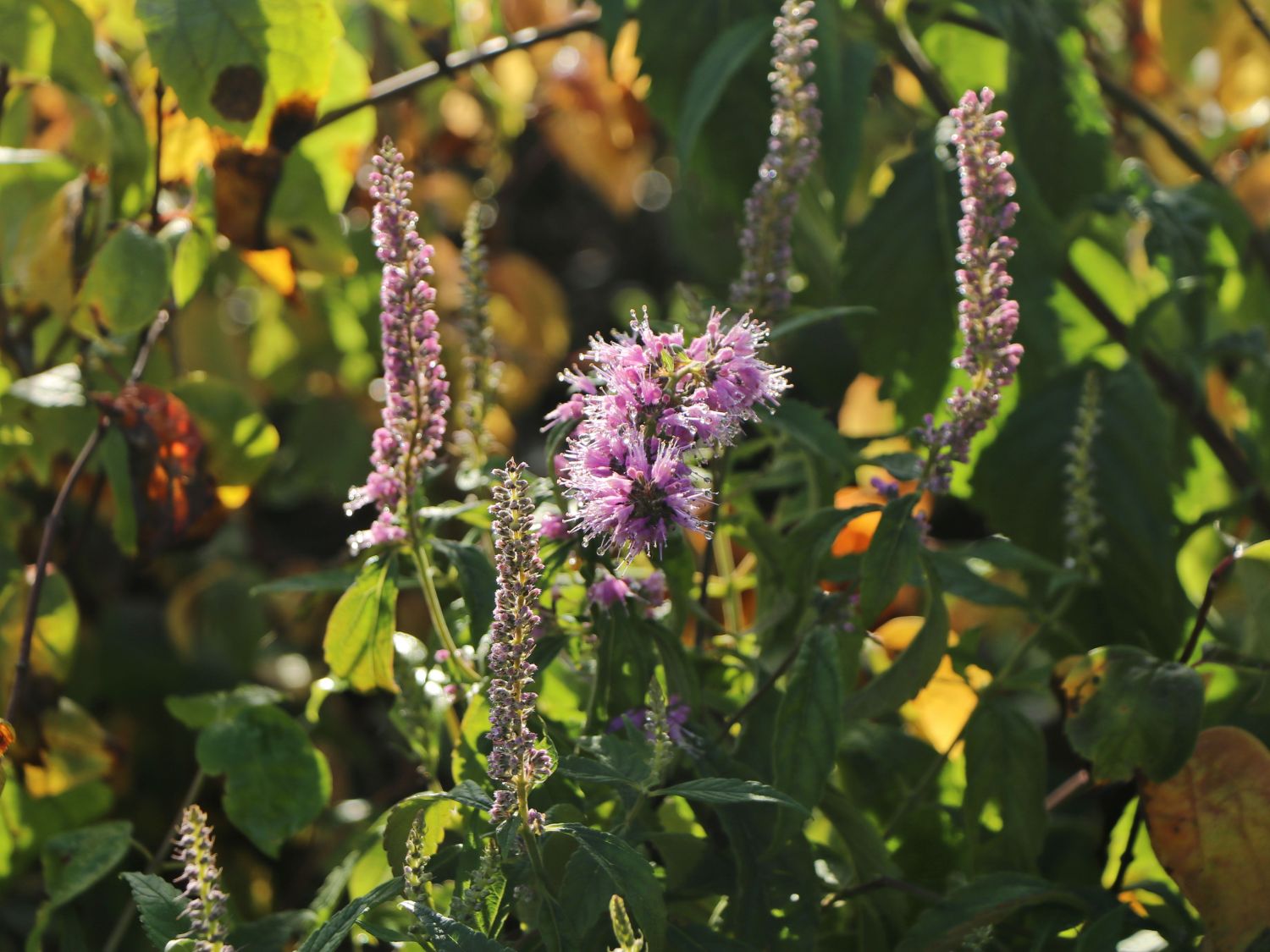 Chinesischer Gewürzstrauch / Blauähre - Elsholtzia stauntonii