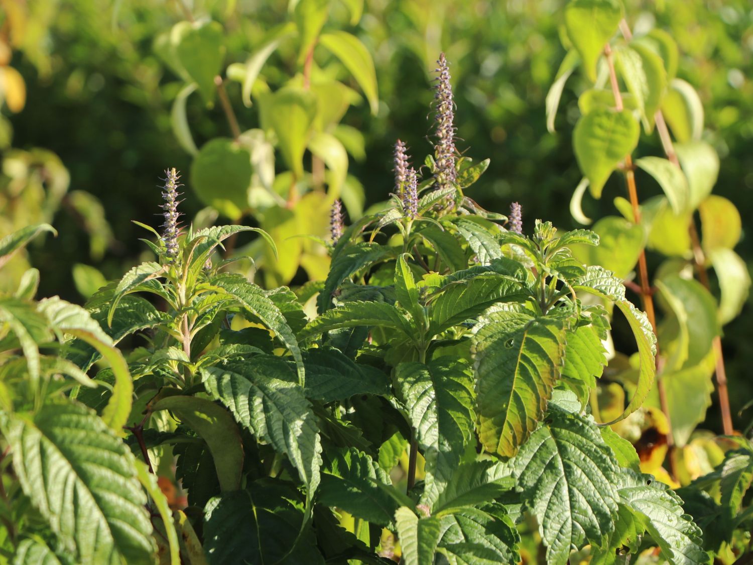 Kammminzen (Elsholtzia)