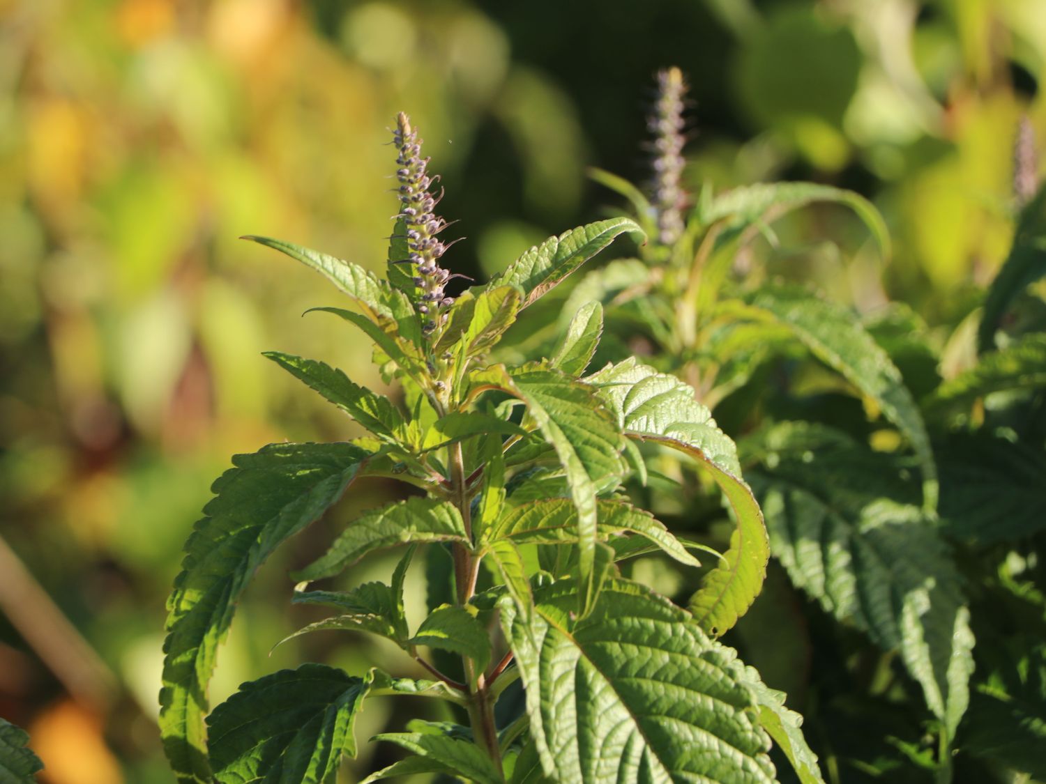 Chinesischer Gewürzstrauch / Blauähre - Elsholtzia stauntonii