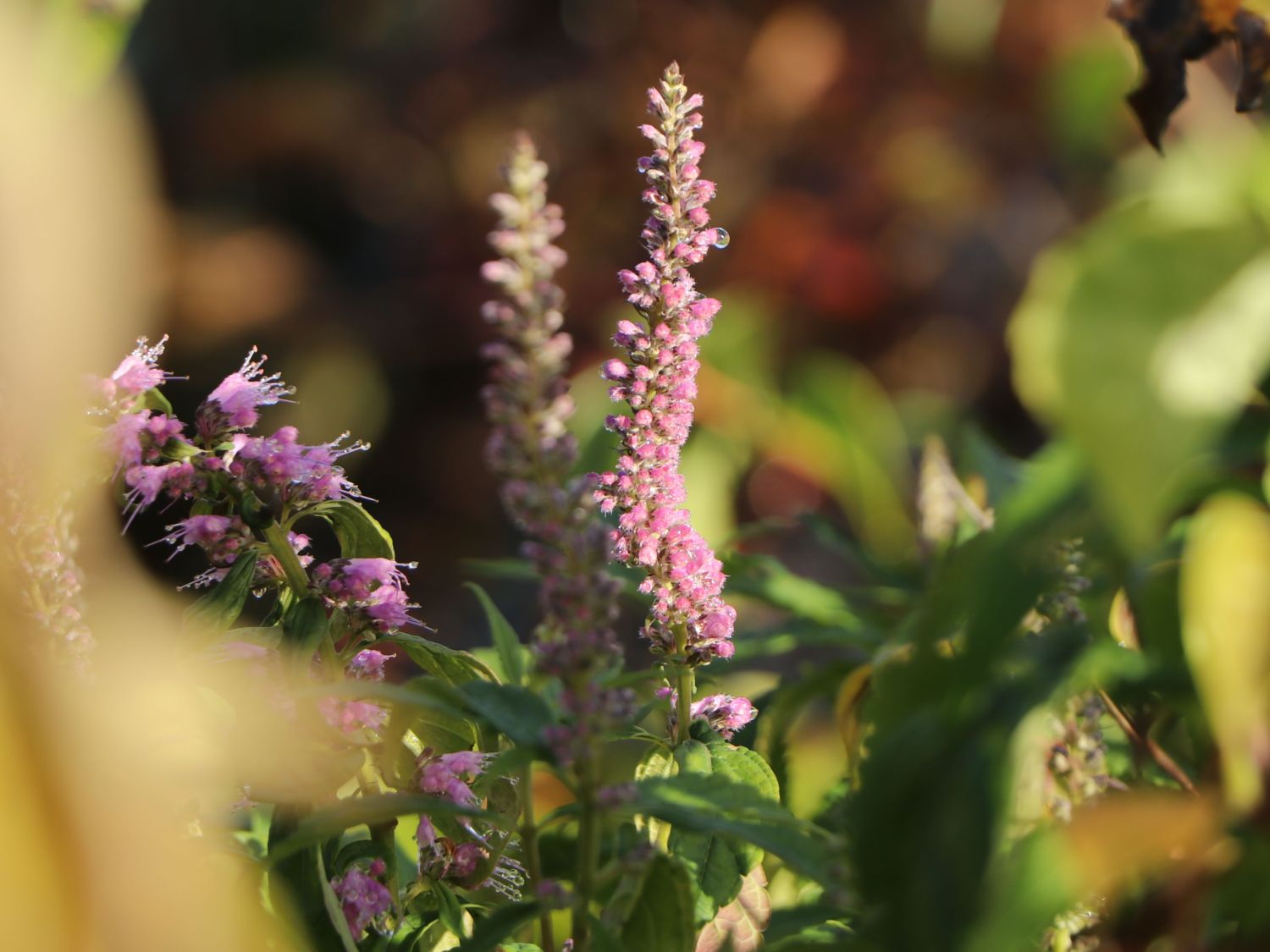 Chinesischer Gewürzstrauch / Blauähre - Elsholtzia stauntonii