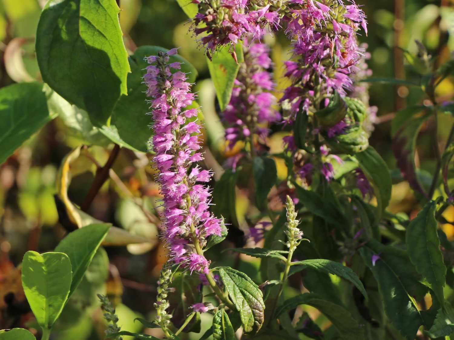 Chinesischer Gewürzstrauch / Blauähre - Elsholtzia stauntonii