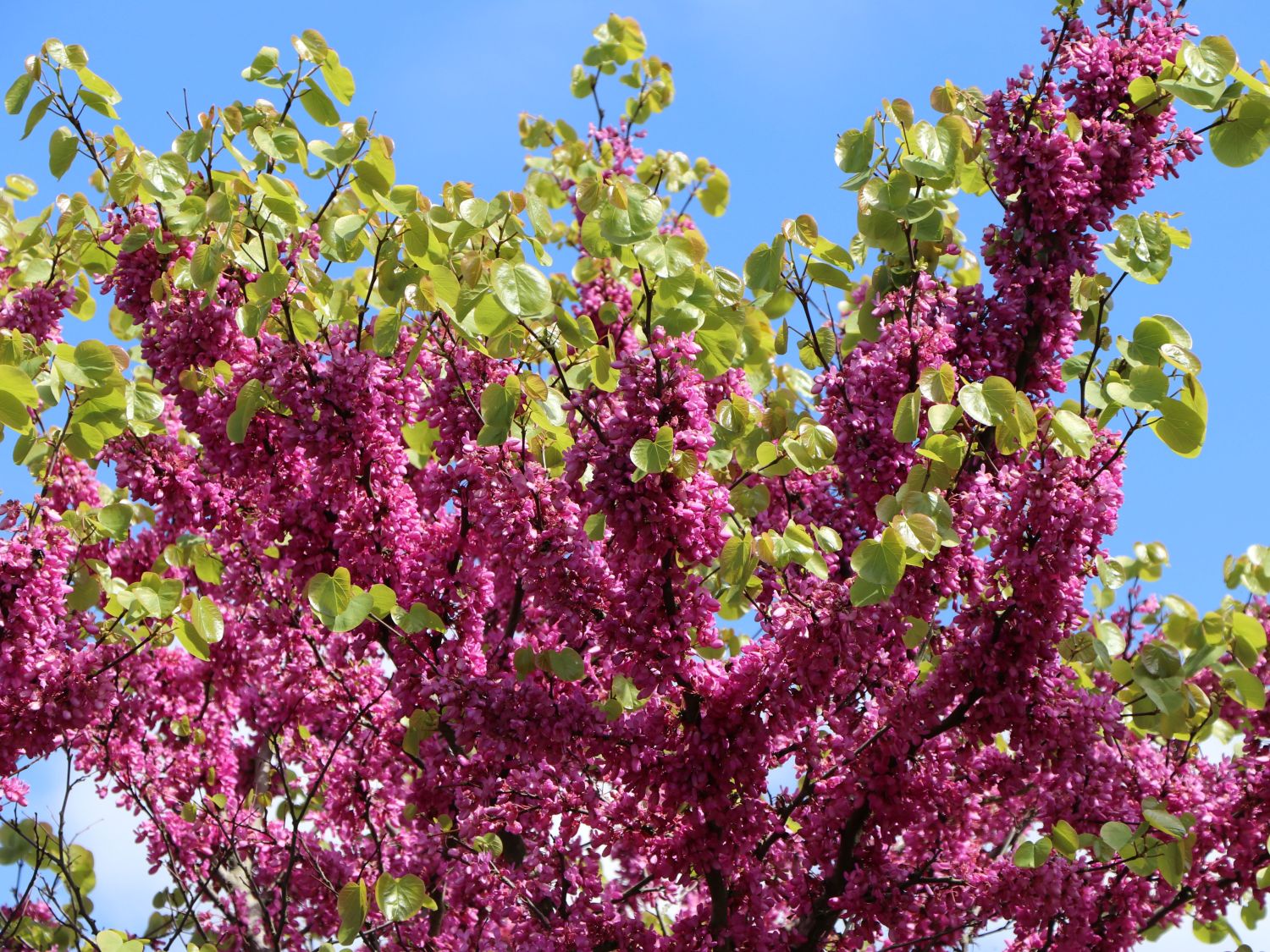 Chinesischer Judasbaum 'Avondale' - Cercis chinensis 'Avondale'
