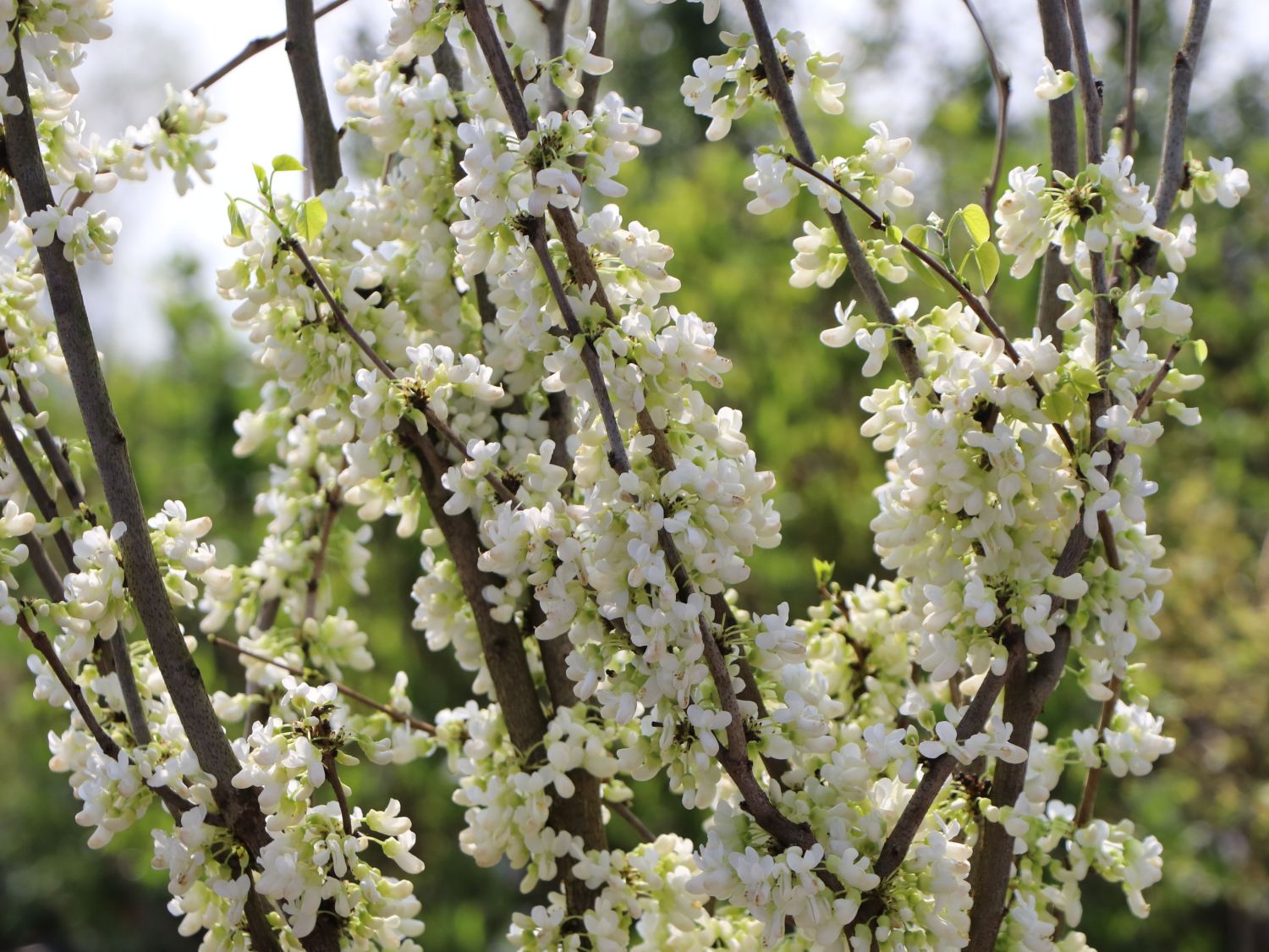 Chinesischer Judasbaum 'Shirobana'