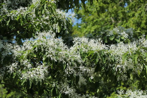 Chinesischer Schneeflockenstrauch - Chionanthus retusus